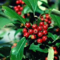 Aronie rouge 'Brilliant' comestible  2x